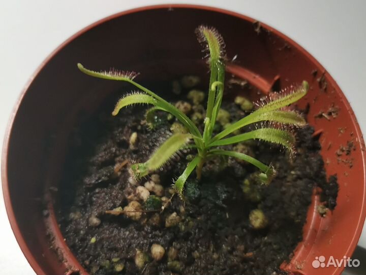 Росянка капская