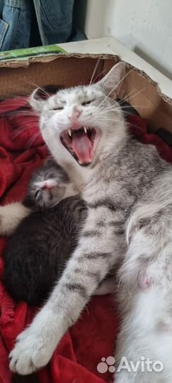 Кошка