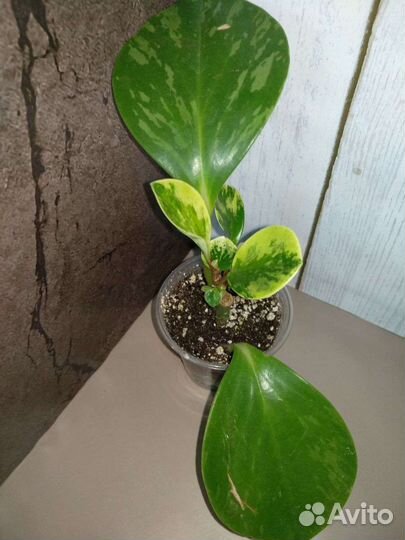 Алоэ, Пеперомии и другие