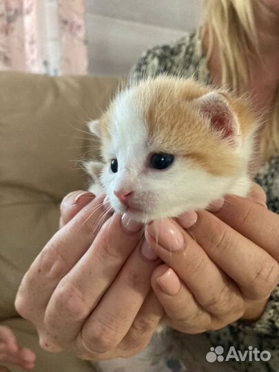 Котенок бесплатно