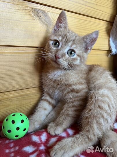 Цукатик с огромными глазами ищет дом