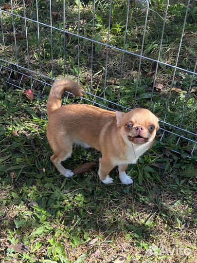 Чихуахуа мальчик