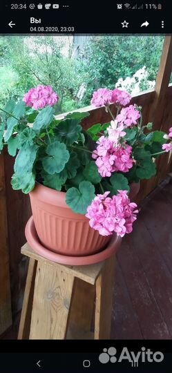 Герань пеларгония