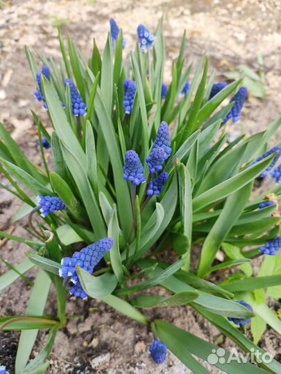 Многолетники