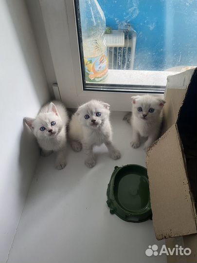Вислоухие котята