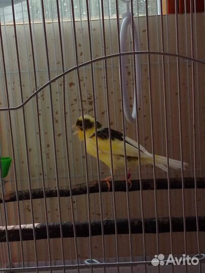 Кенара и канарейки