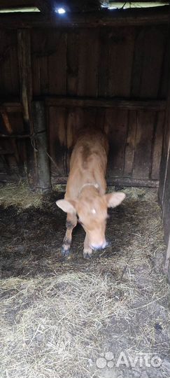 Телка 2 месеца