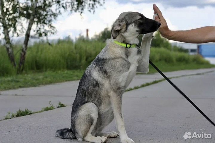 Нежная собака ждёт в приюте