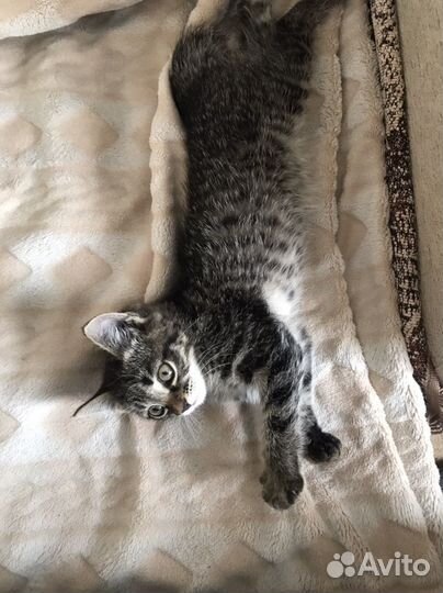 Котенок