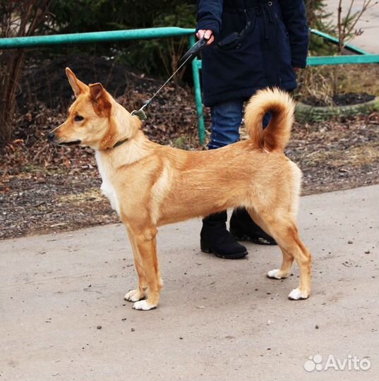 Малинка в добрые руки