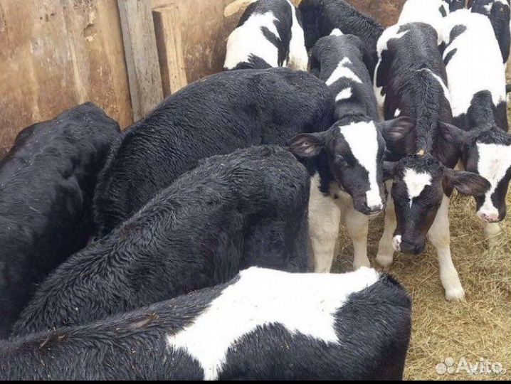 Телята мясной породы бычки