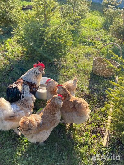 Инкубационное яйцо породистых кур