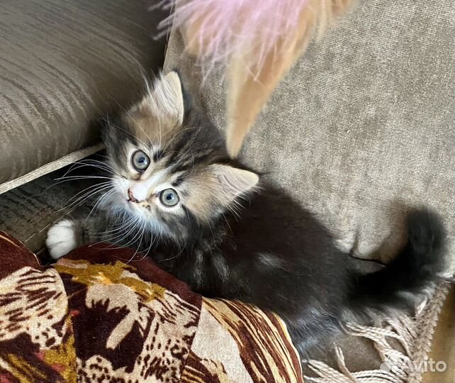Котенок девочка