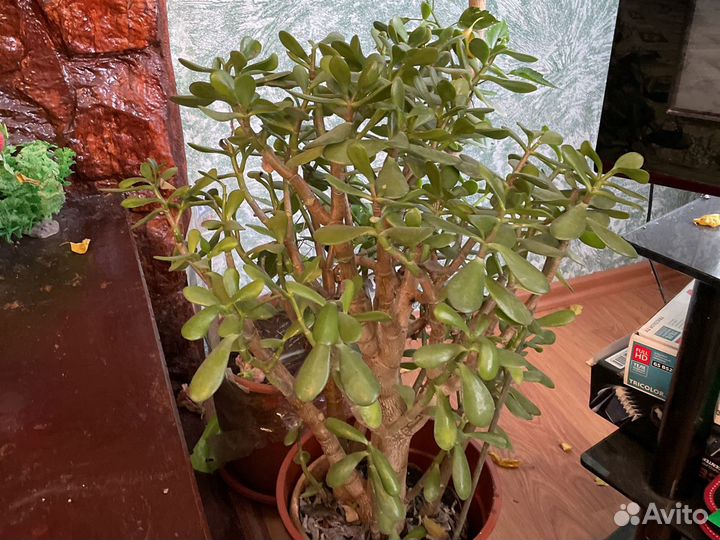 Фикус Бенджамина