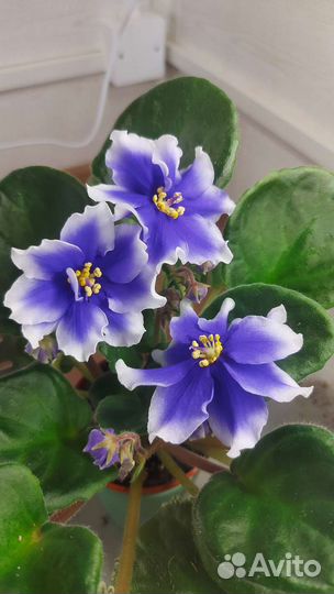 Детки сортовых фиалок