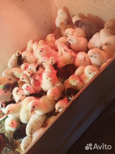 Цыплята