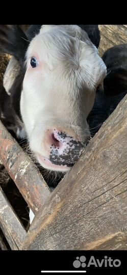 Коровы быки и телки