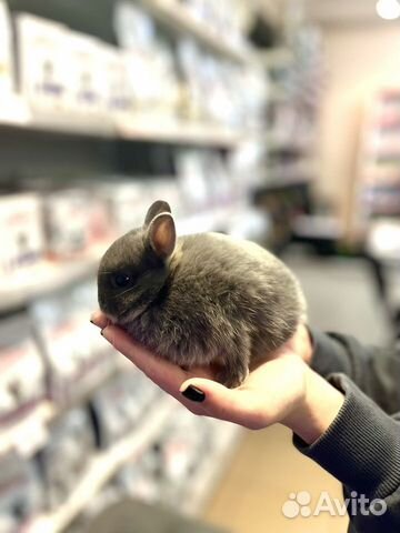 Кролик карликовый минор объявление продам