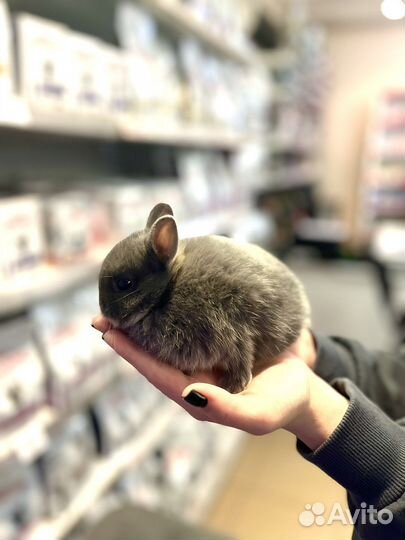 Кролик карликовый минор