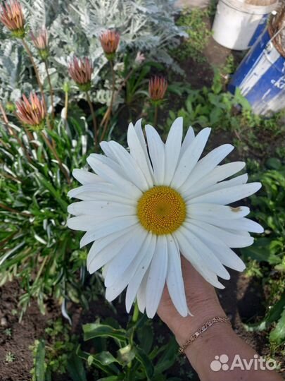 Ромашка садовая крупная