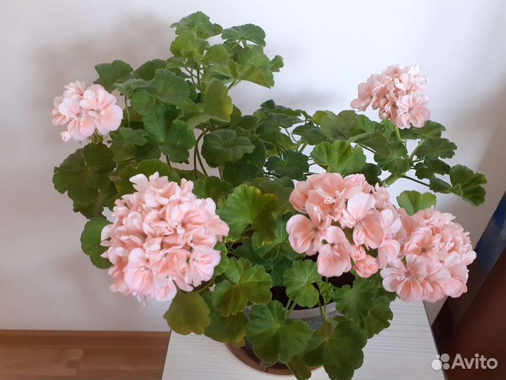 Пеларгония герань