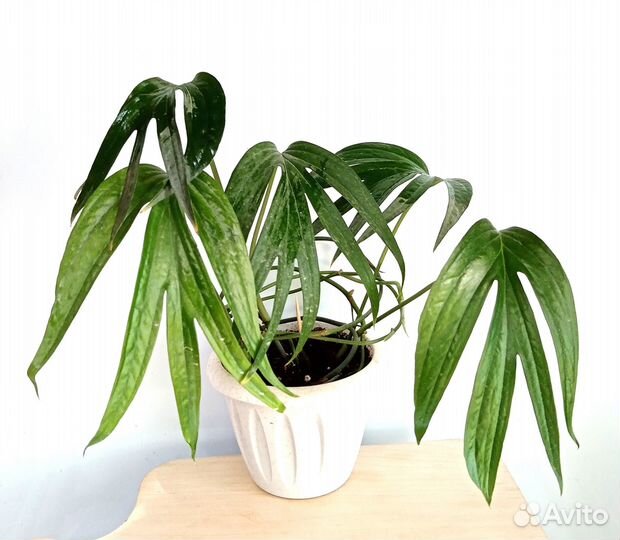 Эпипрениум Фиш Бон