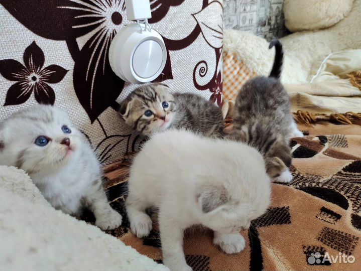 Шотландские вислоухие котята