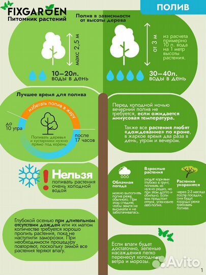 Виноград девичий Высота от 25см
