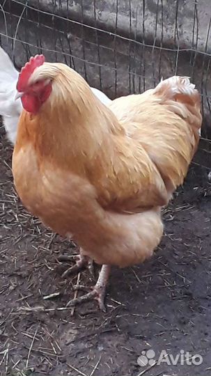 Петух Орпингтон