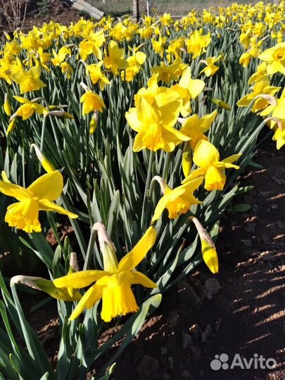 Луковицы нарциссов желтых