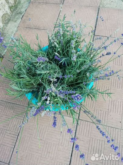 Лаванда. Букет - Ароматизатор