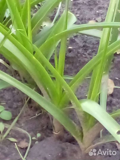 Индийский лук