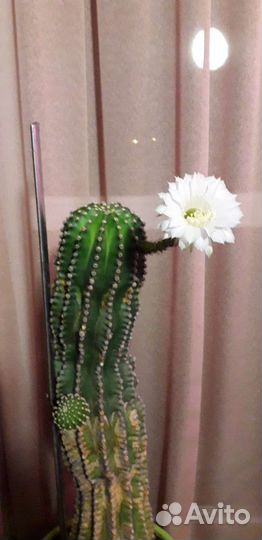 Кактус цветущий