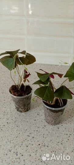 Кислица оксалис