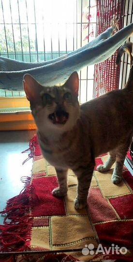 Кошка в дар