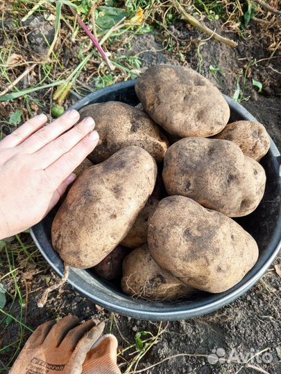 Картофель семенной Сынок (Богатырь) и Уника