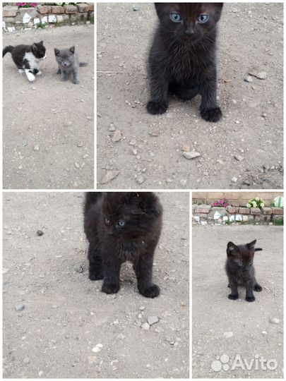 Котята в добрые руки бесплатно. 2 мес