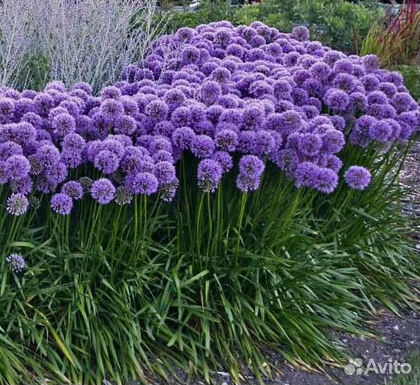 Почвопокровные растения и луковичные