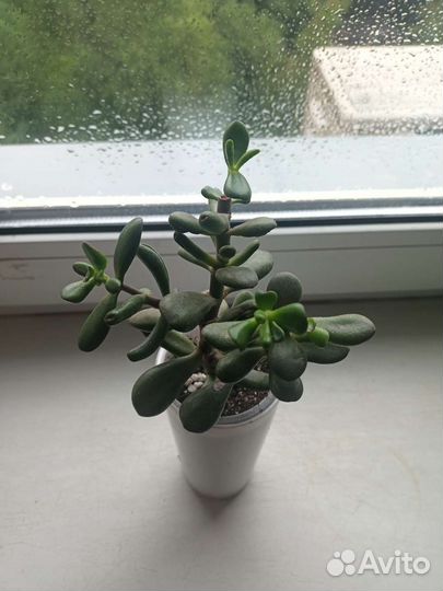 Толстянка Крассула хоббит