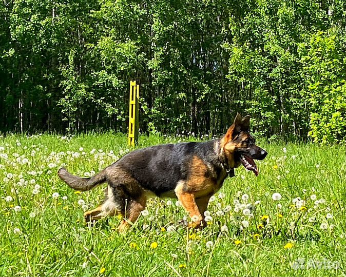Немецкая овчарка. Девчонка