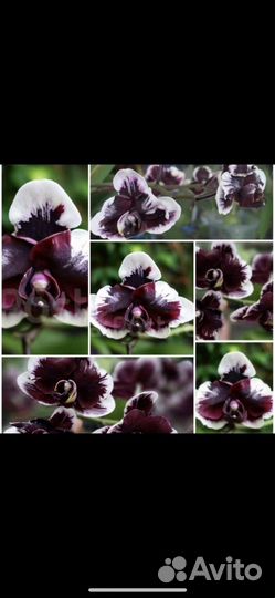 Орхидея Фаленопсис