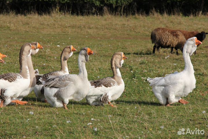 Холмогорские гуси