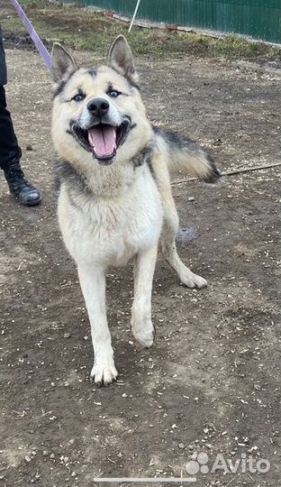 Собака в добрые руки