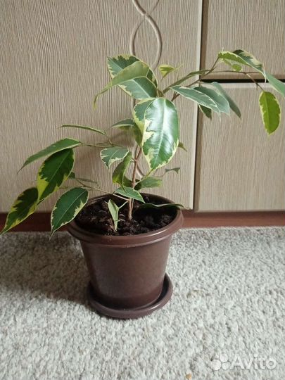 Фикус бенджамина пестролистный