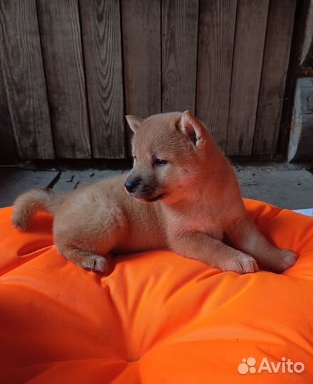Сиба Ину щенки