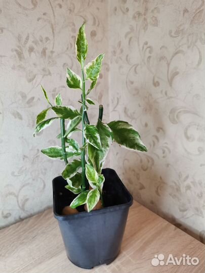 Педилантус