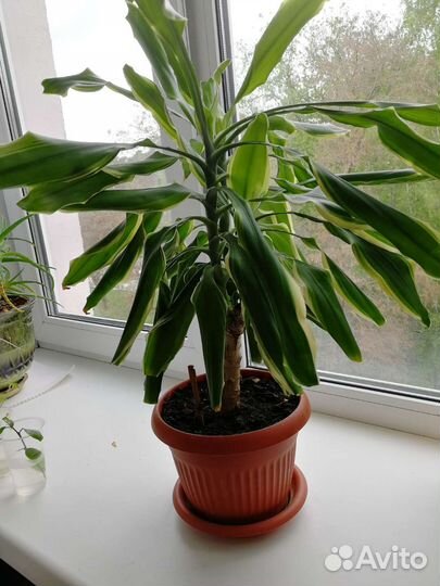 Комнатные растения