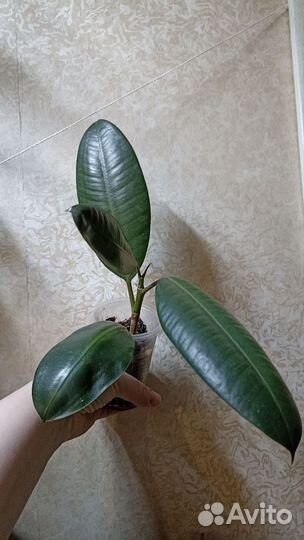 Фикусы разные