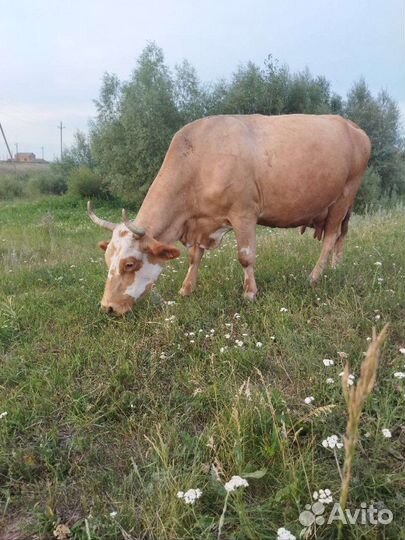 Корова дойная