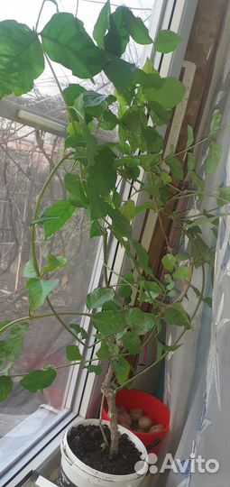 Комнатный жасмин